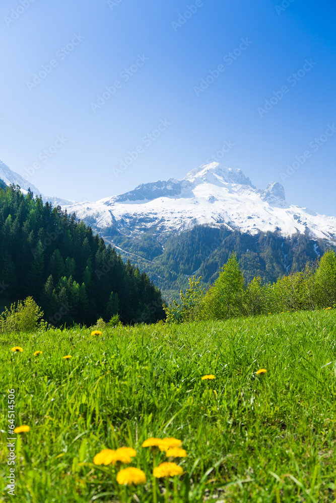 Flower valley near Mont Blanc, Alps
