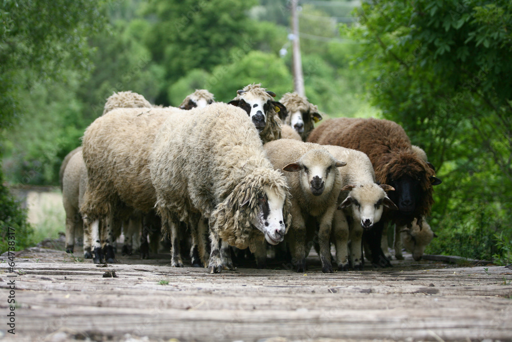 美丽的山地草地上的羊群