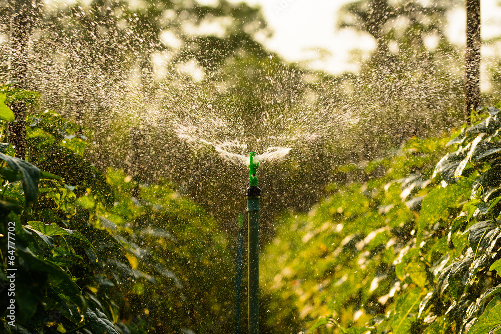 watering from springer in vegetable garden