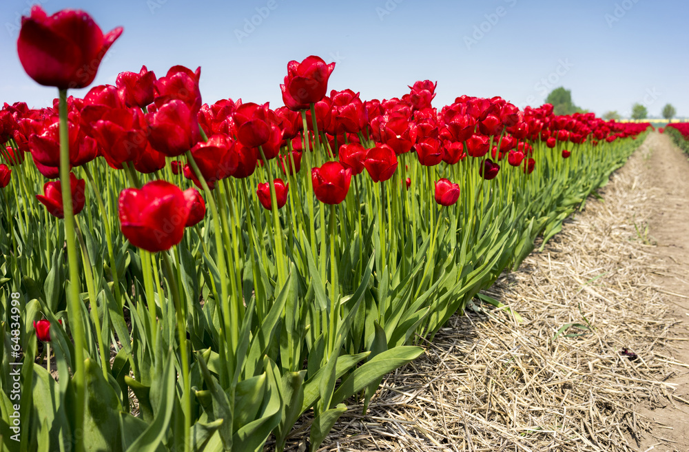 Rote Tulpen 08102