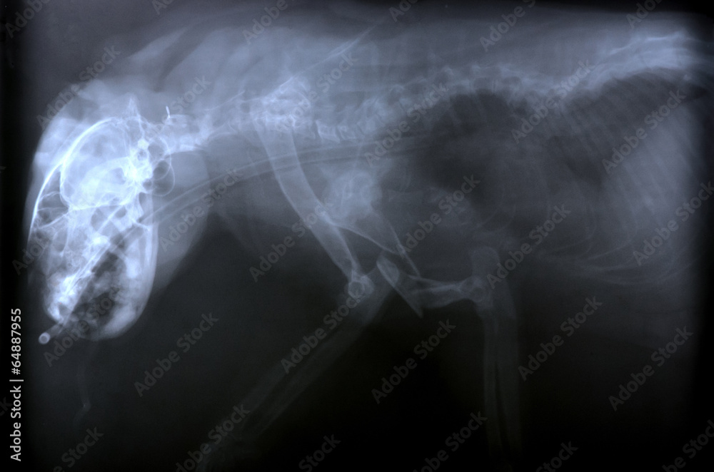 x ray picture of wild animal
