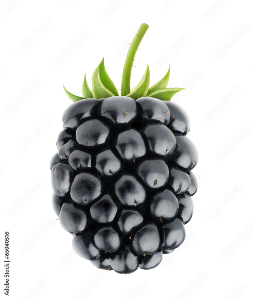 分离的浆果。一种新鲜的黑莓果实，茎在白色背景上分离