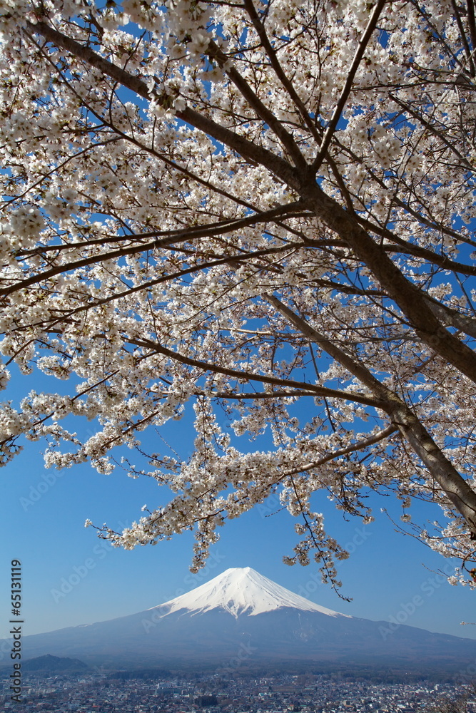 Mountain fuji and cherry blossom sakura