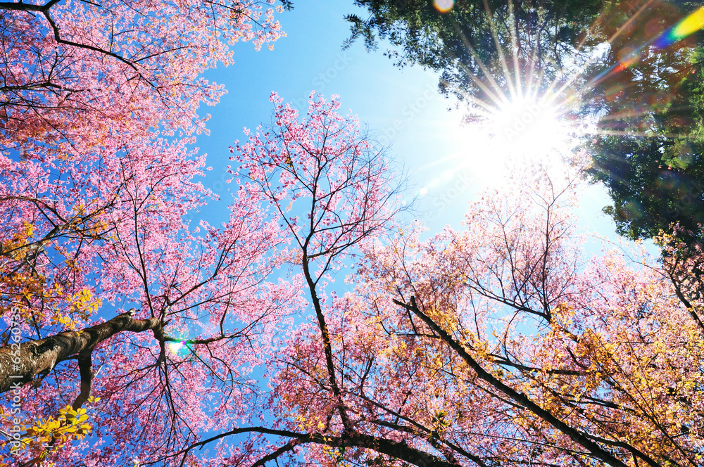 泰国清迈，阳光下的粉红色花朵树