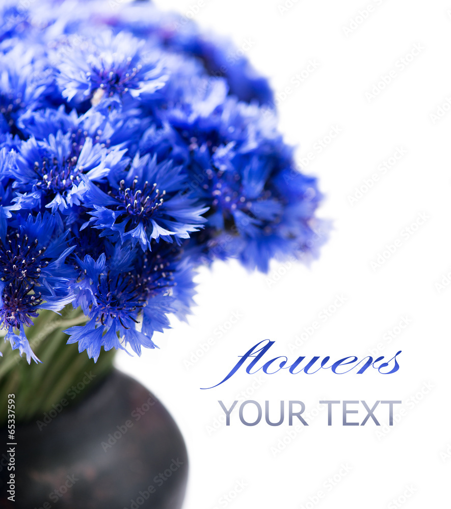 矢车菊。白色上隔离的野生蓝色花朵