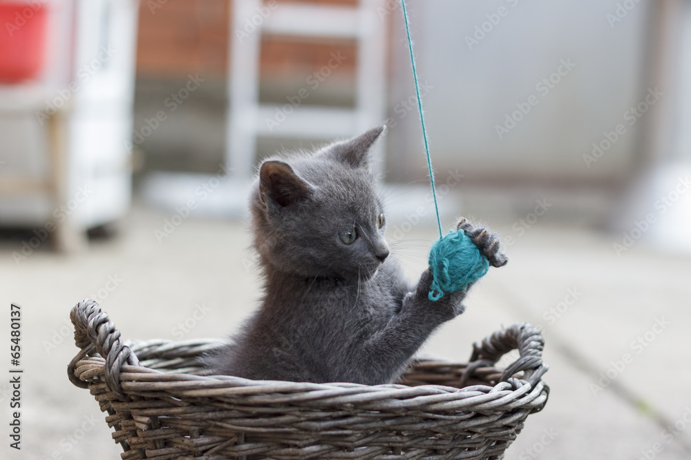 小猫玩纱线球