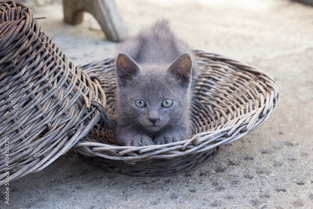 可爱的小猫躺在篮子里伸展身体