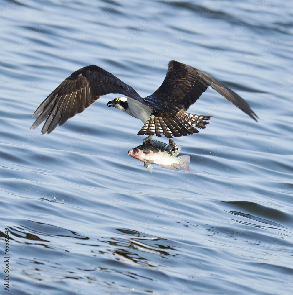 Osprey Catching Fish