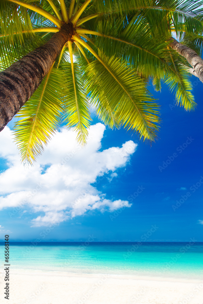 梦幻场景。白色沙滩上美丽的棕榈树。夏天n