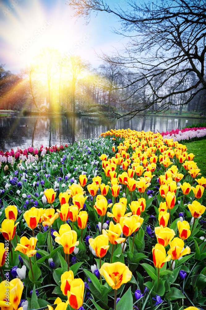 五彩缤纷的郁金香构成的春天景观