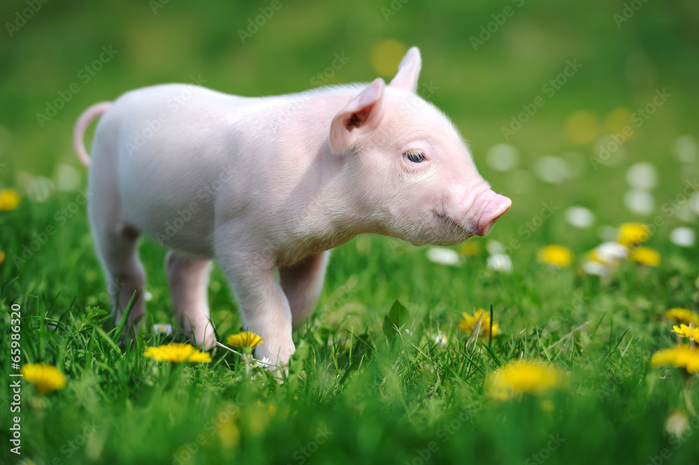 草丛中的小猪
