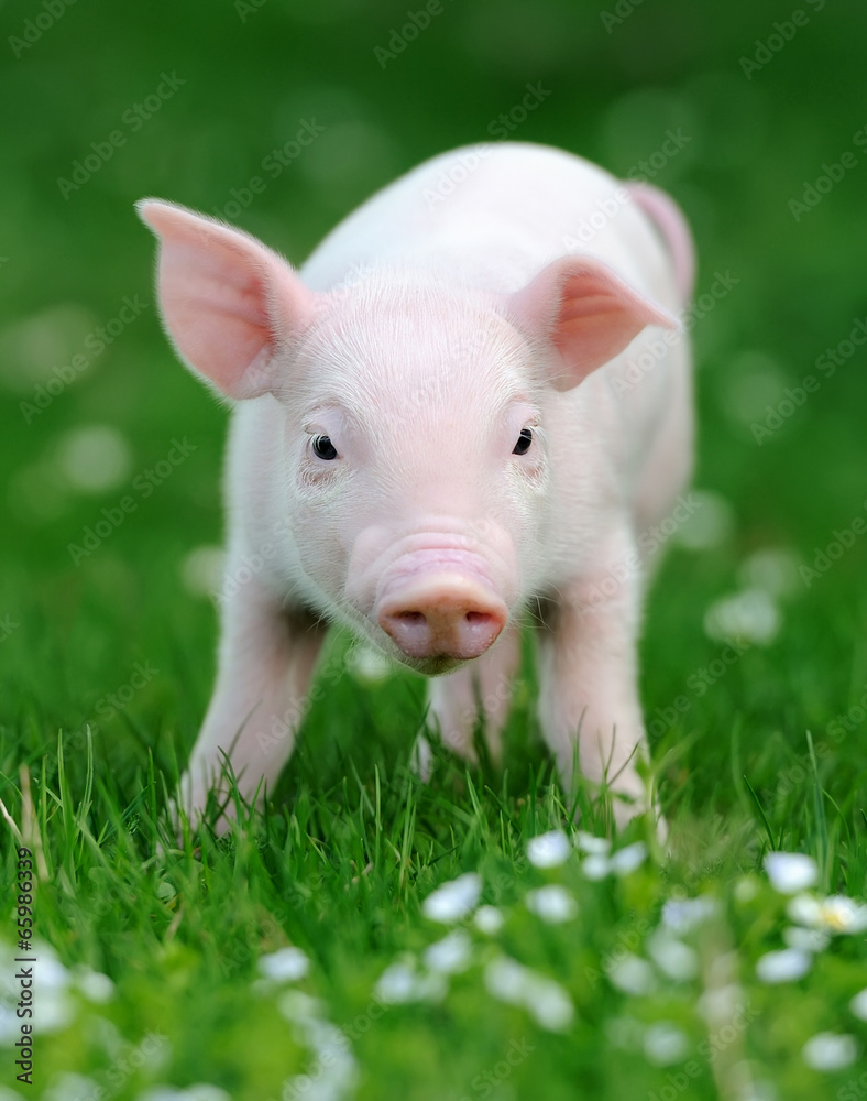 草丛中的小猪