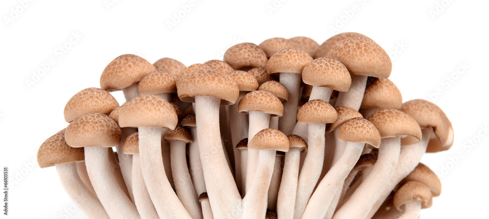 石梅子蘑菇隔离
