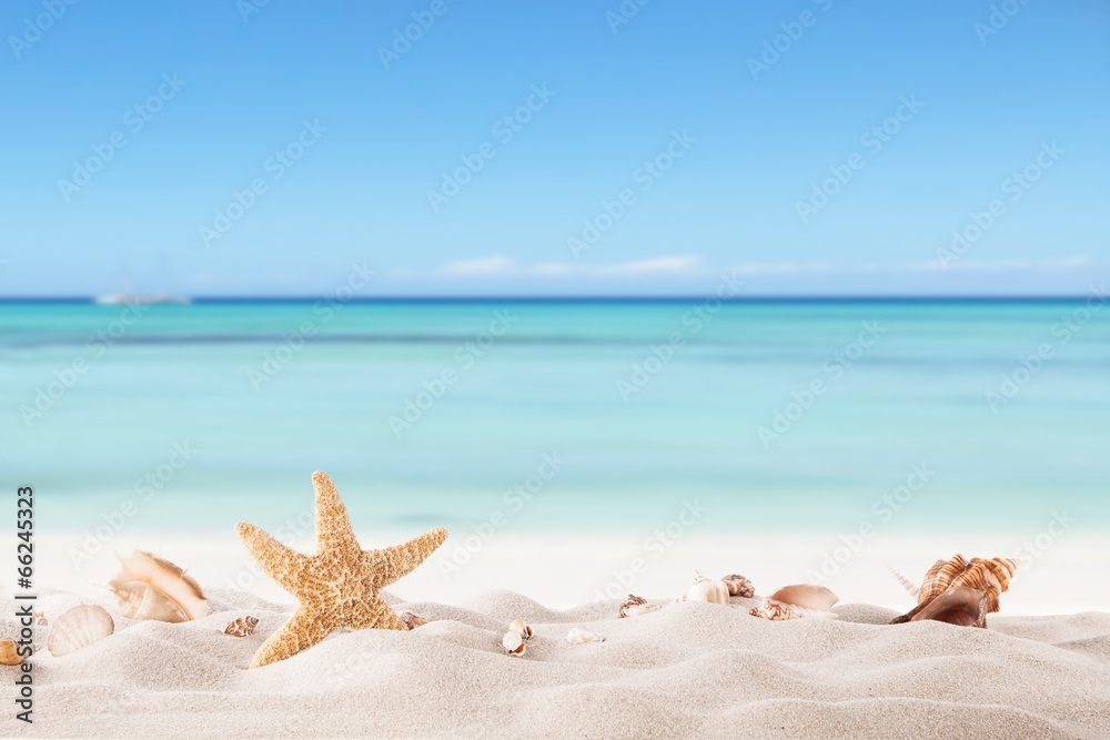 有strafish和贝壳的夏日海滩