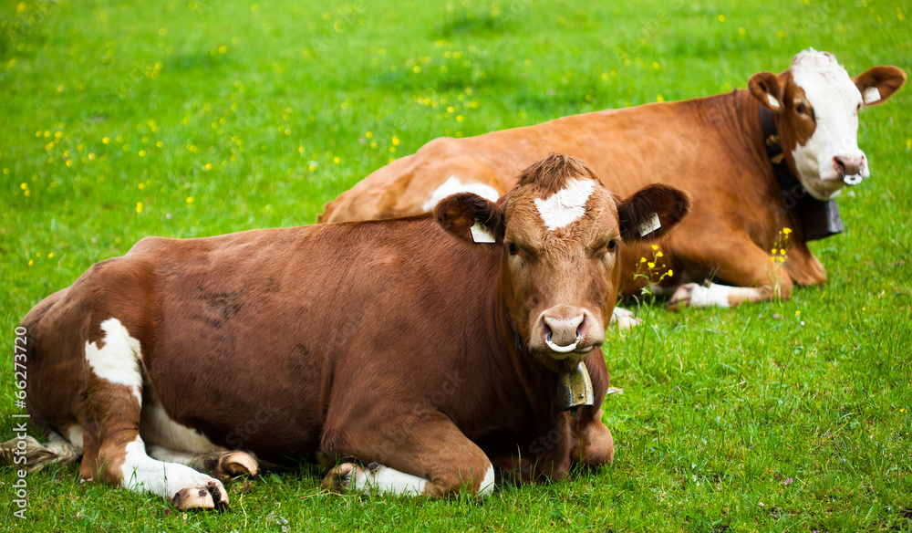 奶牛躺在草地上
