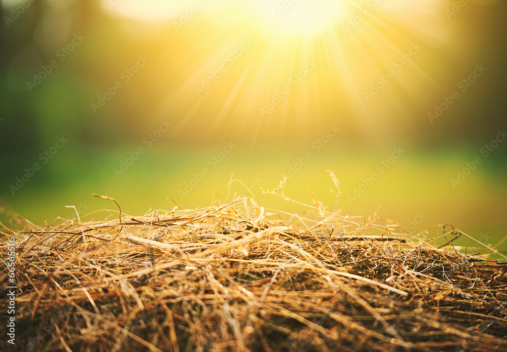自然夏季背景。阳光下的干草和稻草