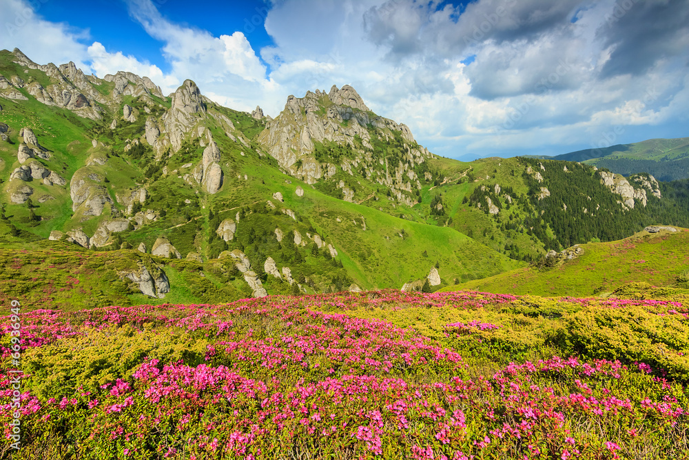 罗马尼亚丘卡斯山区神奇的粉红色杜鹃花