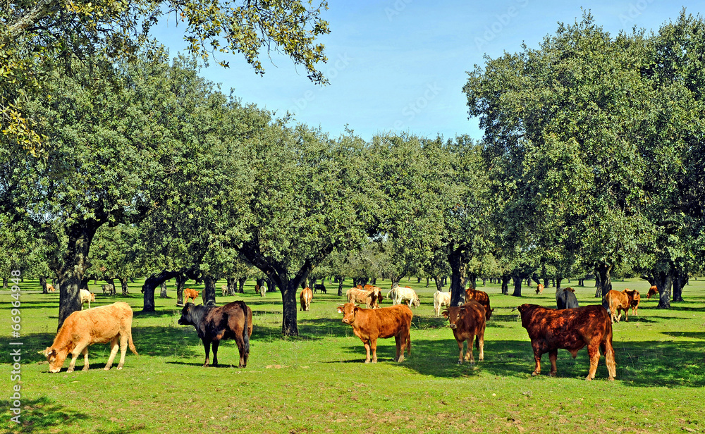 在牧场饲养肉牛，西班牙