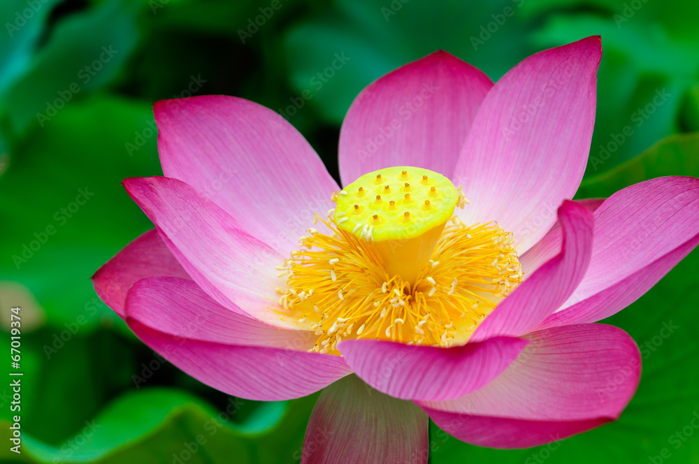 美丽的粉色莲花盛开