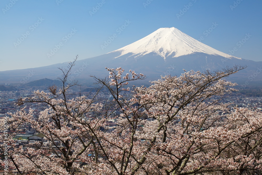 春天的富士山，樱花樱花
