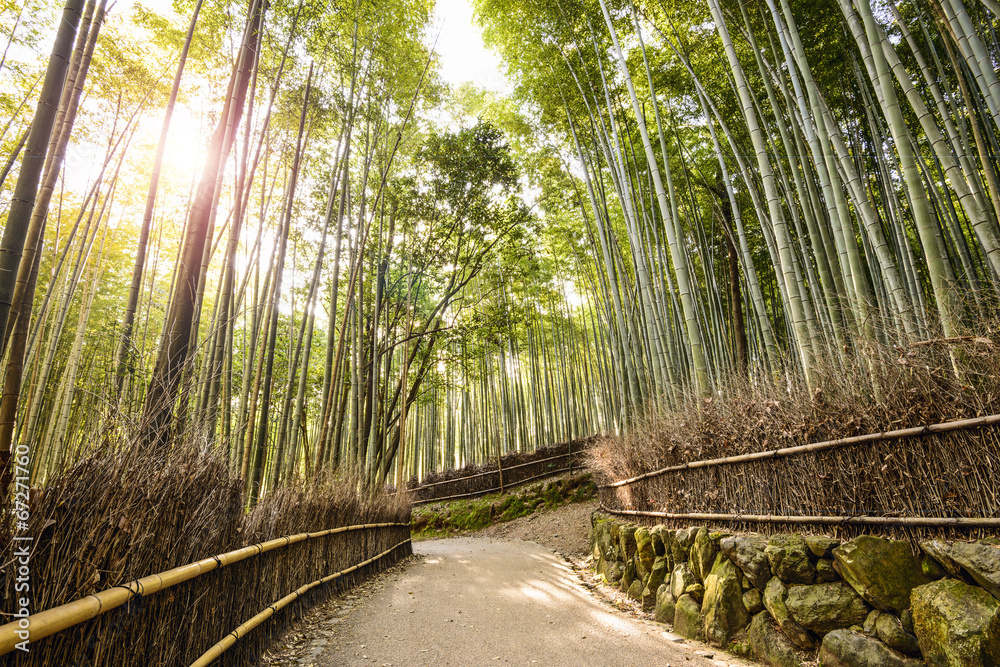 日本京都的竹林