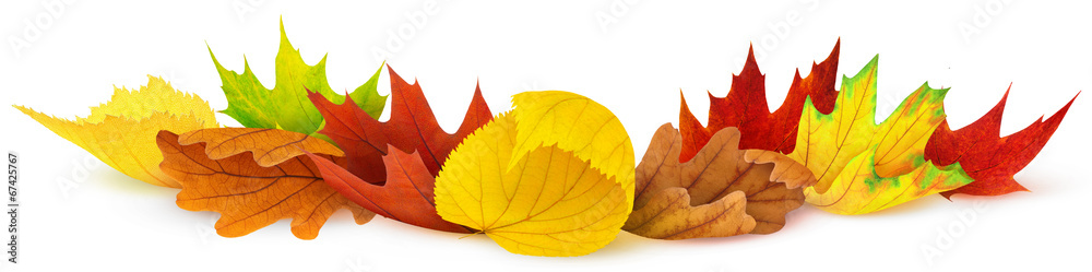 孤立的叶子。白色背景下五颜六色的秋叶，设计元素
