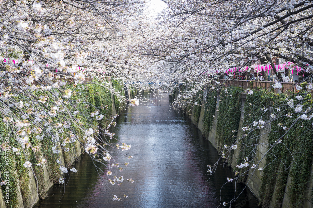 春天的日本东京梅古罗运河