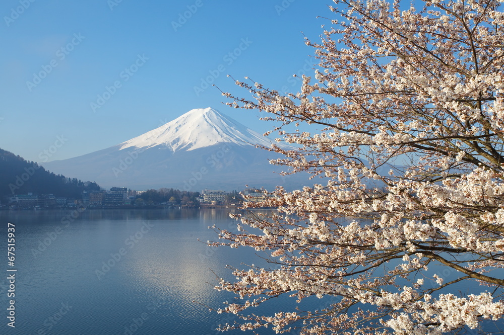 樱花樱花季节的富士山