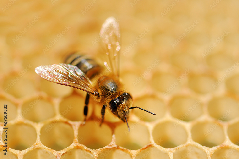 蜜蜂在蜂蜜细胞上工作