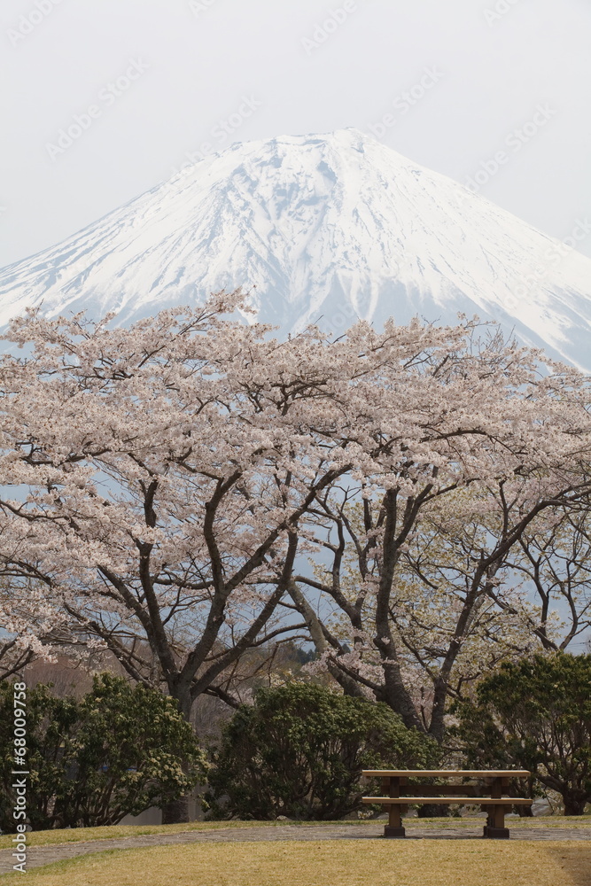 背景是樱花树和富士山