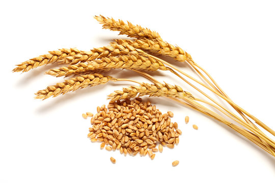 小麦穗和种子