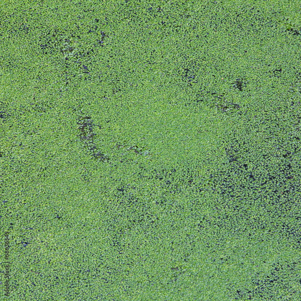 水面上的绿色浮萍