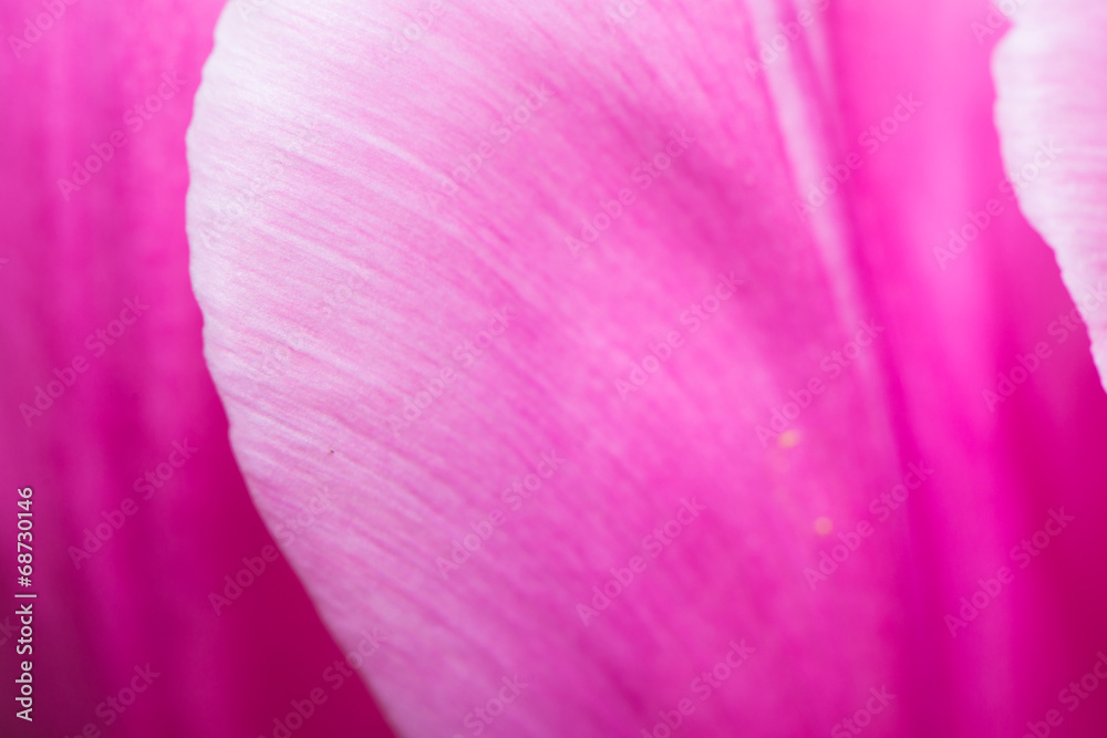 Purple tulips，Petal