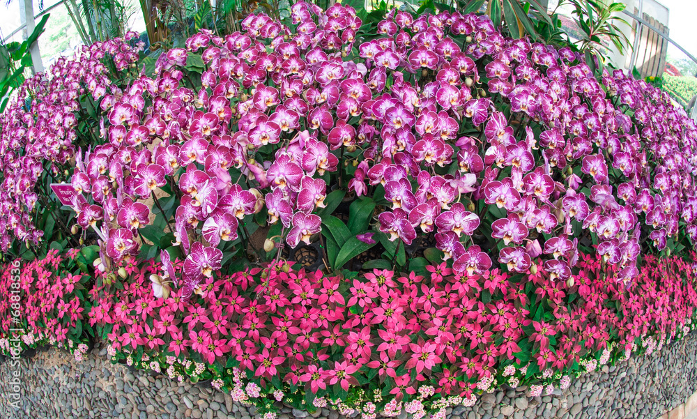 粉色和紫色兰花植物图案