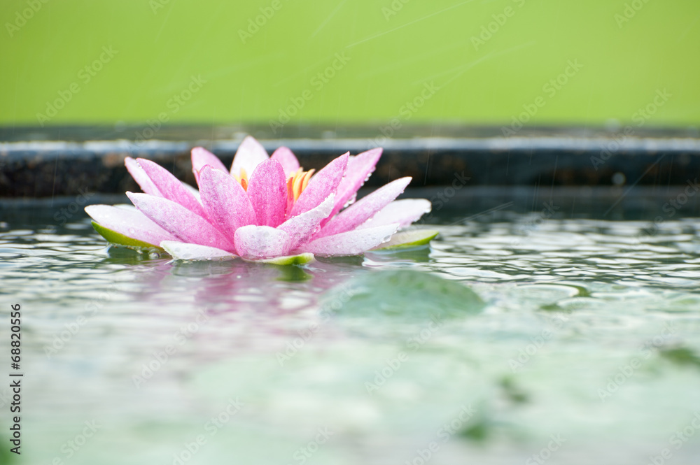 池塘里一朵美丽的粉红色睡莲或荷花，伴着雨水