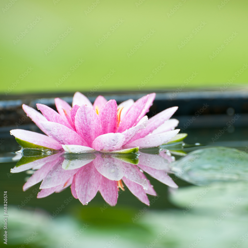 池塘里一朵美丽的粉红色睡莲或荷花，伴着雨水