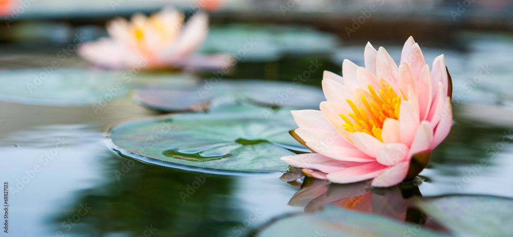 美丽的粉莲花，池塘里的水草