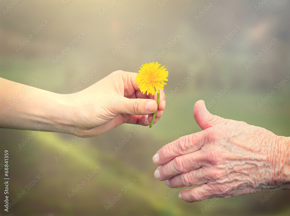 老年妇女与年轻妇女共享一朵花