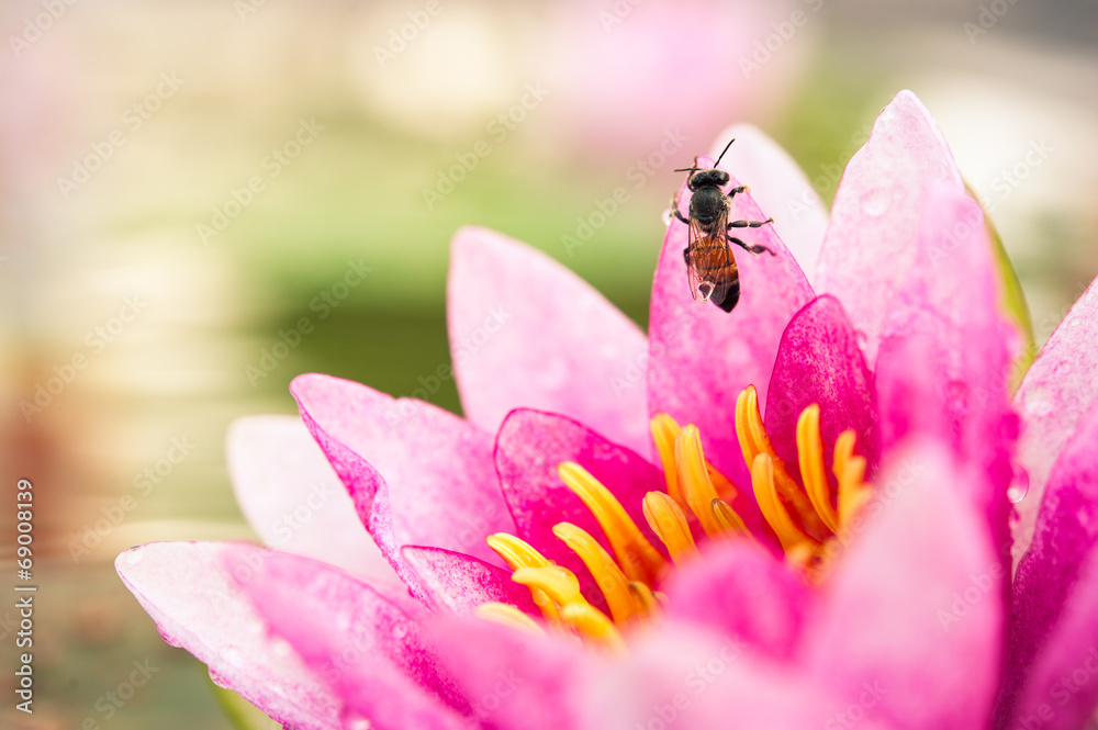 美丽的粉红色睡莲或带蜜蜂的莲花
