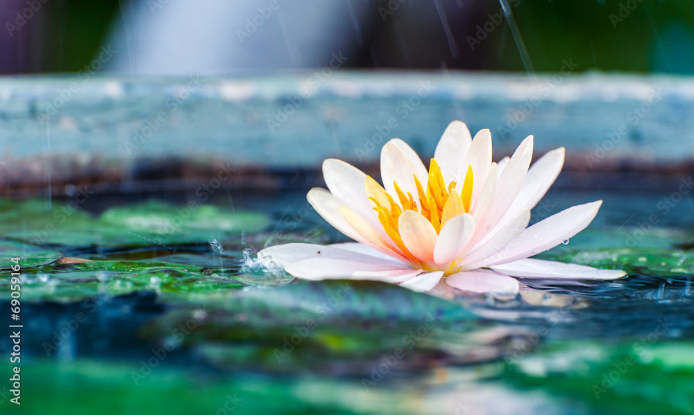 美丽的粉红色睡莲或池塘里的莲花，有雨水