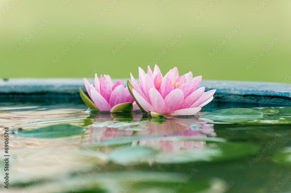 美丽的粉红色睡莲或池塘里的莲花