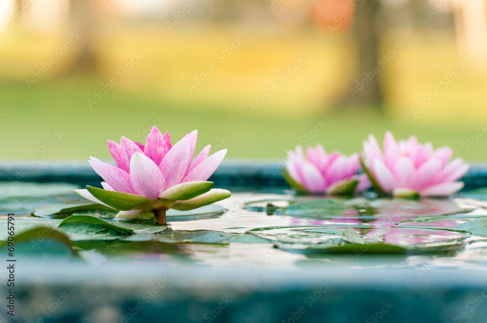 池塘里一朵美丽的粉红色睡莲或荷花