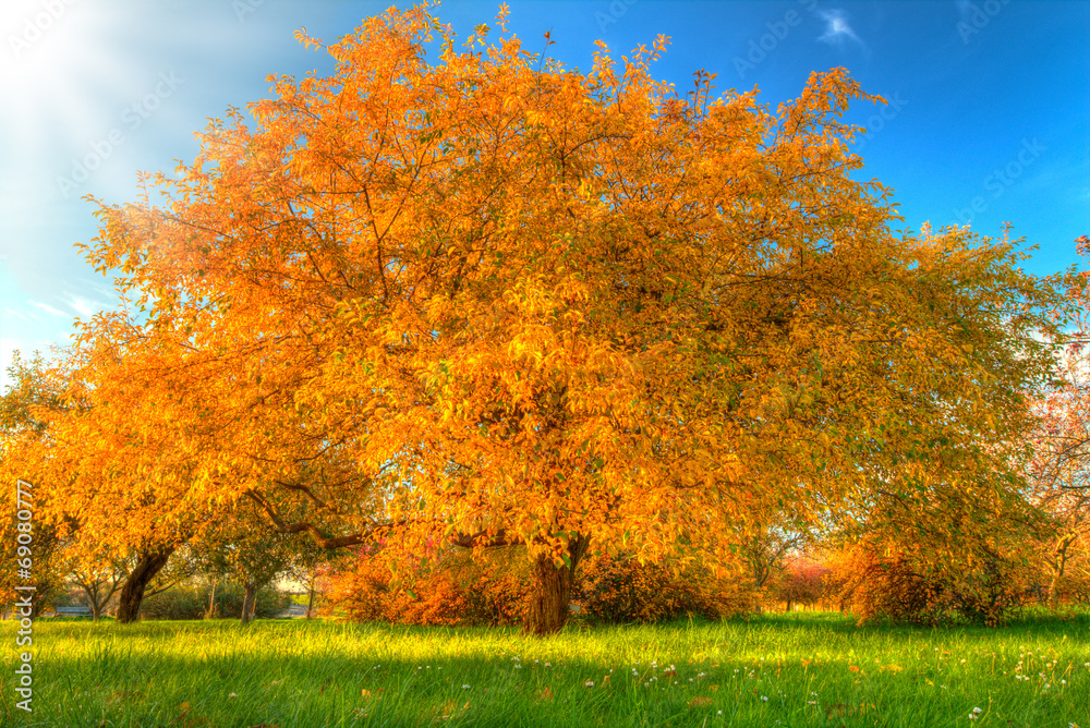 美丽的秋树，枯叶飘落