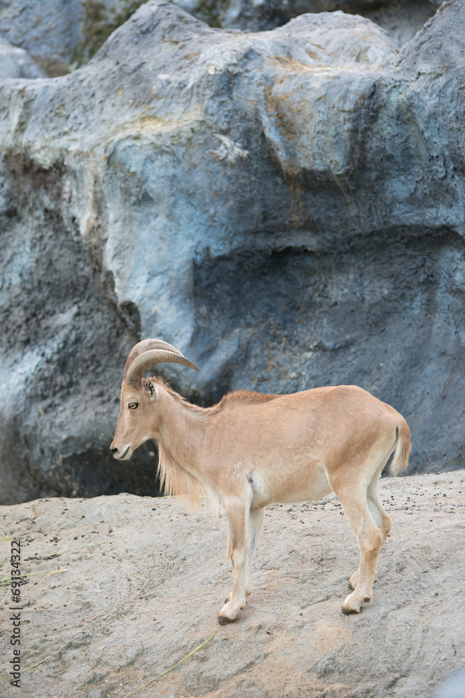 雌性Barbary绵羊（Ammotragus lervia）