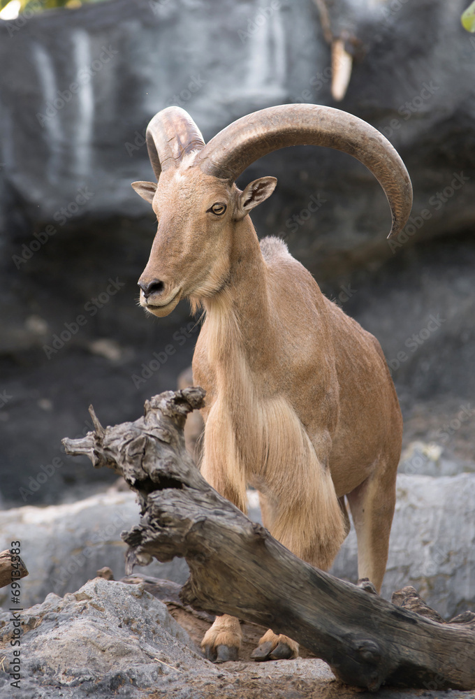 雄性巴巴里羊（Ammotragus lervia）