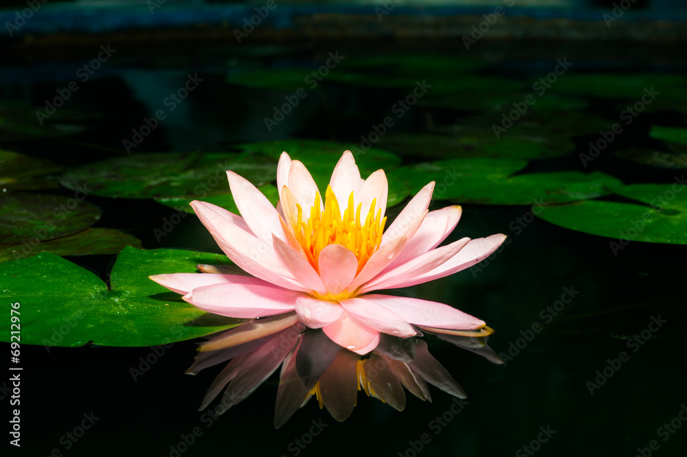 美丽的粉红色睡莲或池塘里的莲花，黑色和whi