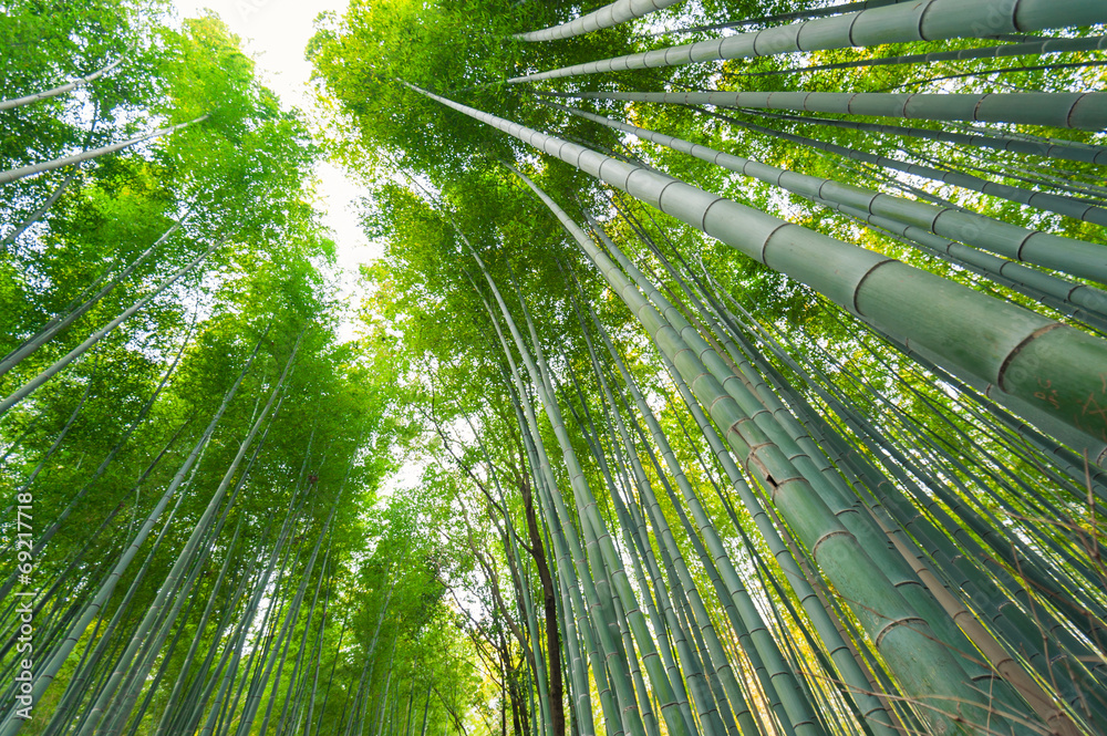 竹林，日本京都荒山的竹林
