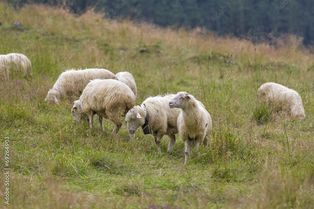 绵羊在山地草地上吃草