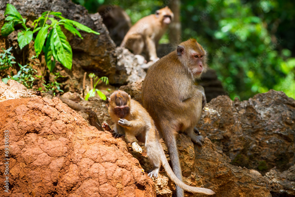 宽生活中的猕猴，泰国