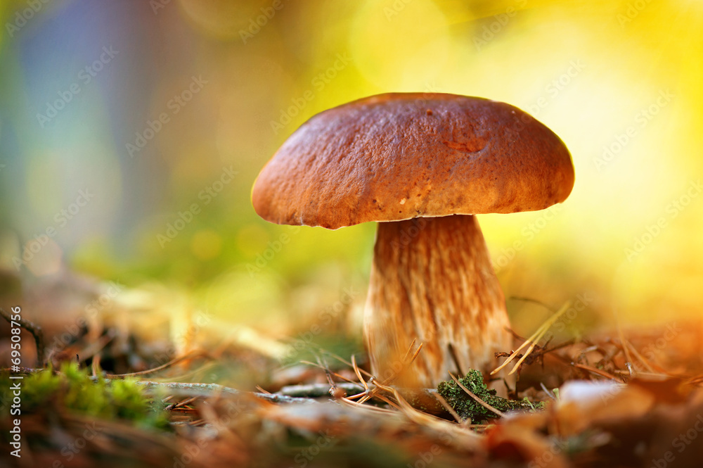 生长在秋季森林中的Cep蘑菇。牛肝菌